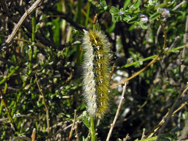 Bruco di Rhyparia purpurata